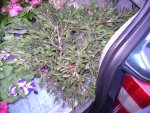 DSC04756.JPG