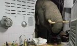 elefante-se-cuela-en-una-cocina.jpg