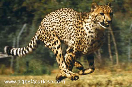 cheetah-chita-guepardo.jpg